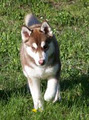 Husky Siberia image 3