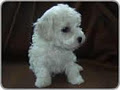 HylandSnowKennel -Bichon Frise image 2