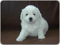 HylandSnowKennel -Bichon Frise image 3