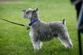 In Dogs We Trust-Motivational Dog Training in London Ontario image 2