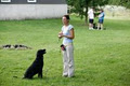 In Dogs We Trust-Motivational Dog Training in London Ontario image 3