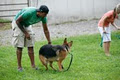 In Dogs We Trust-Motivational Dog Training in London Ontario image 4