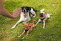 K-9 Academy Positive Dog Training in Niagara image 1