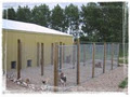 K-Lane Kennels image 5