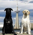 K9 Toronto Dog Grooming logo