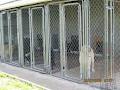 Kat's Lake Rd Kennels image 2