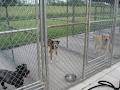 Kingsway Kennels image 4