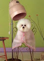 Krista's Dog Grooming Salon Limited logo