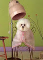 Krista's Dog Grooming Salon Limited image 1