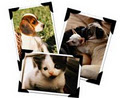 Lane Veterinary Services image 2