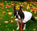 Life's Poochy Dog Walking Service image 1