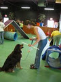 Life's Ruff Dog Training image 2