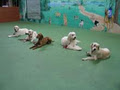 Life's Ruff Dog Training image 1