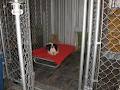 Lincoln Pet Hotel image 5