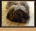 LittleHaven Havanese image 3
