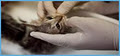 Lorne Park Animal Hospital - Emergency Mobile Vet Services Mississauga image 2