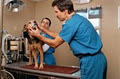 Lorne Park Animal Hospital - Emergency Mobile Vet Services Mississauga image 3