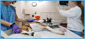 Lorne Park Animal Hospital - Emergency Mobile Vet Services Mississauga image 4