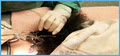 Lorne Park Animal Hospital - Emergency Mobile Vet Services Mississauga image 5