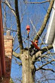 Lumberjacks Tree Service image 3