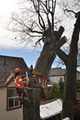 Lumberjacks Tree Service image 1