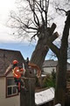 Lumberjacks Tree Service logo