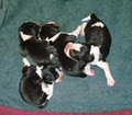 MAIN KENNELS REG'D image 6