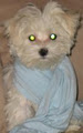 Maltese Puppies-Home Raised image 2