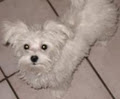 Maltese Puppies-Home Raised image 5
