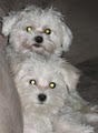 Maltese Puppies-Home Raised logo