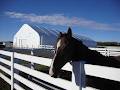 Maple Lead Meadows International - Riding Lessons image 6