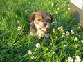 Meadow Lane Puppies image 3