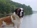 MeadowPark Saint Bernards image 2
