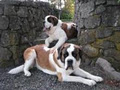 MeadowPark Saint Bernards image 3