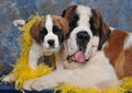 MeadowPark Saint Bernards image 4