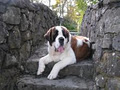 MeadowPark Saint Bernards image 5