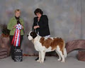 MeadowPark Saint Bernards image 1