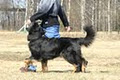 Mindful Behaviors-Positive Reinforcement Based Dog Training image 3