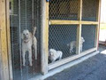 Misty Meadows Boarding Kennel image 3