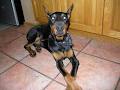 Monaco Dobermanns image 2