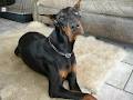 Monaco Dobermanns image 3