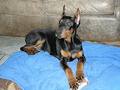 Monaco Dobermanns image 4