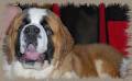 MtnsCountry St. Bernards image 5