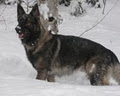 Niagara Dog Training image 2