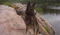 Niagara Dog Training image 5