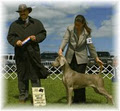 Nimiq Weimaraners image 3