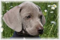 Nimiq Weimaraners image 4