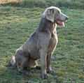 Nimiq Weimaraners image 5