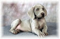 Nimiq Weimaraners image 1
