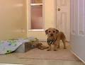 Norma's 4 Pawss Pet Hotel image 1